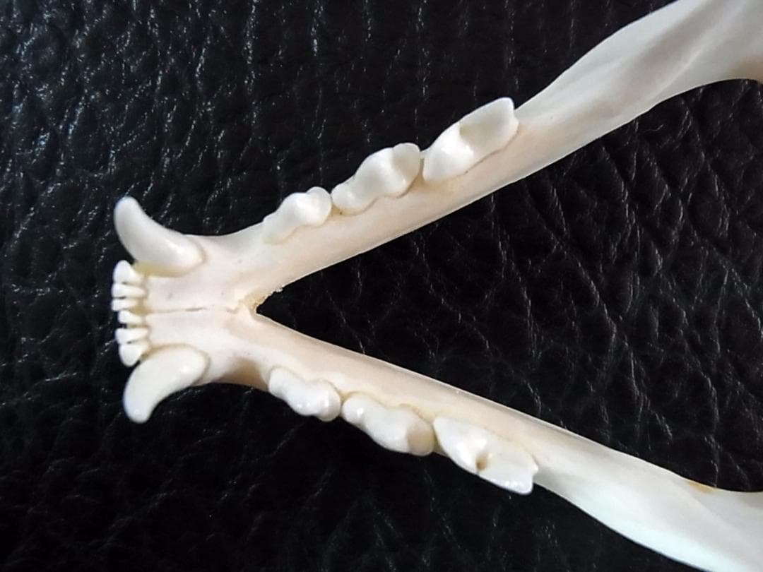 貴重！美！カラカル　頭骨 ※登録票付