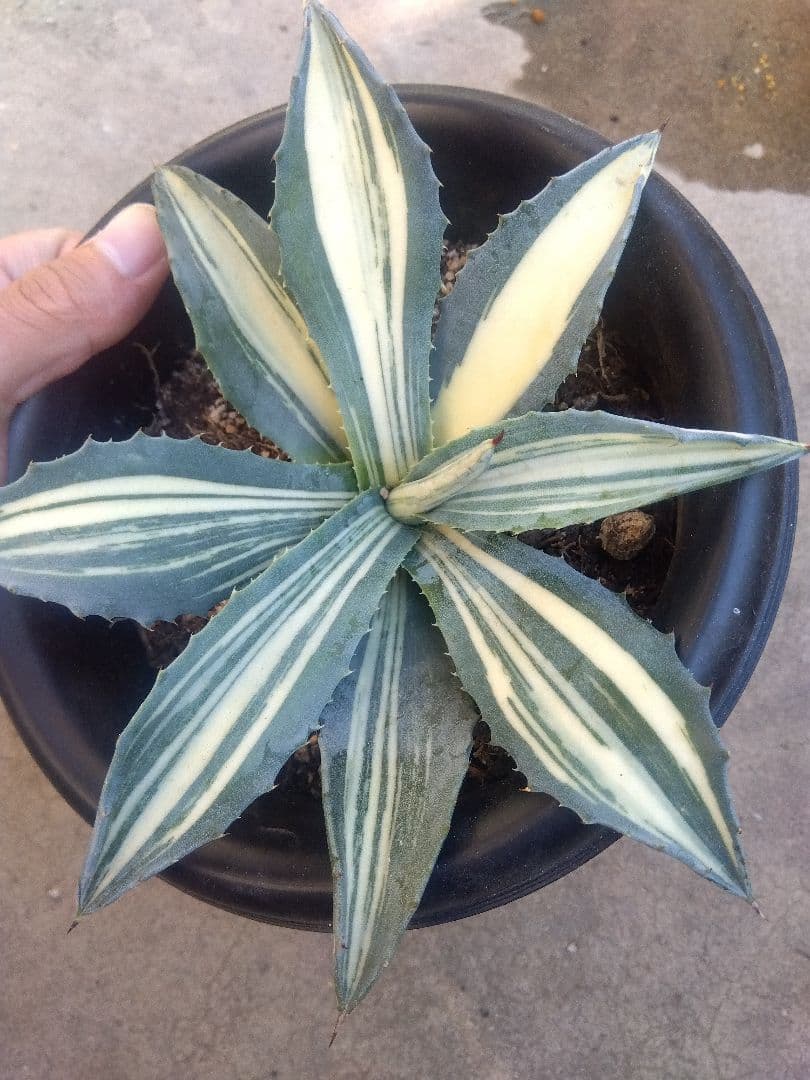 アガベ　アメリカーナ　白縞斑　超斑入り❗　⑧