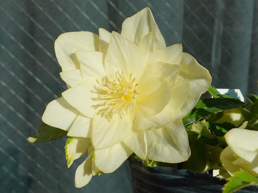 クリスマスローズ dd かぐや姫 グロス系交配フレグランス