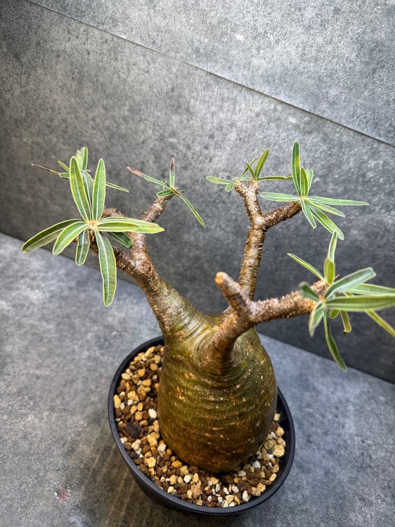 パキポディウム　グラキリス　現地球　発根済み　現21