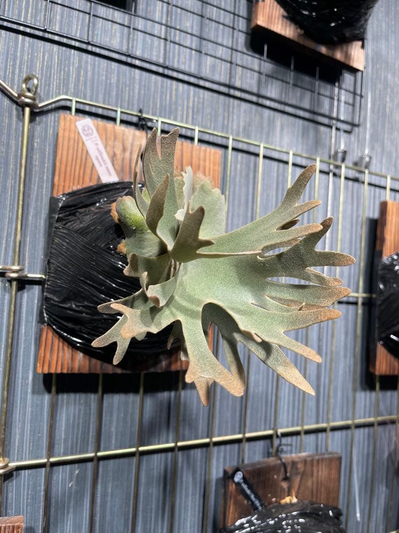 P.willinckii nano spore ビカクシダ　ドワーフ