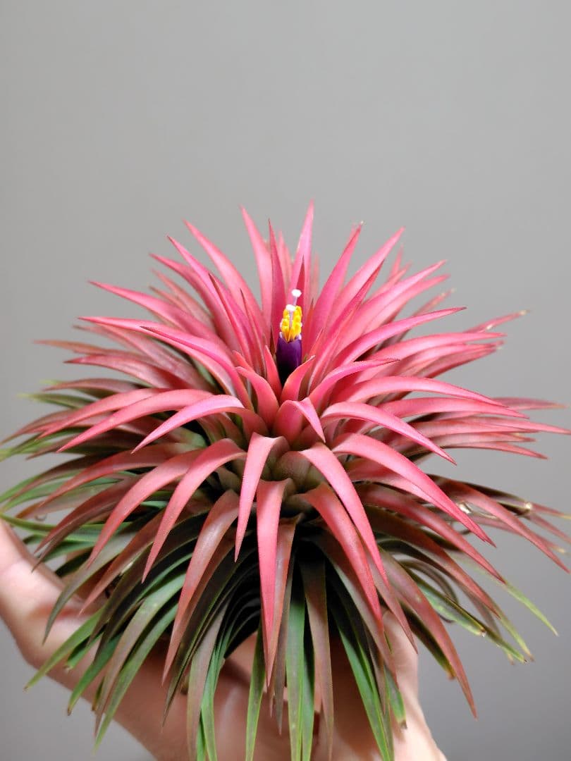 イオナンタ ヘッジホッグ from TI