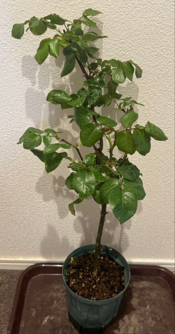 切花品種　バラ苗