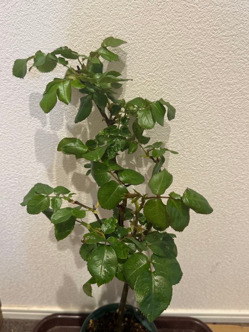 切花品種　バラ苗