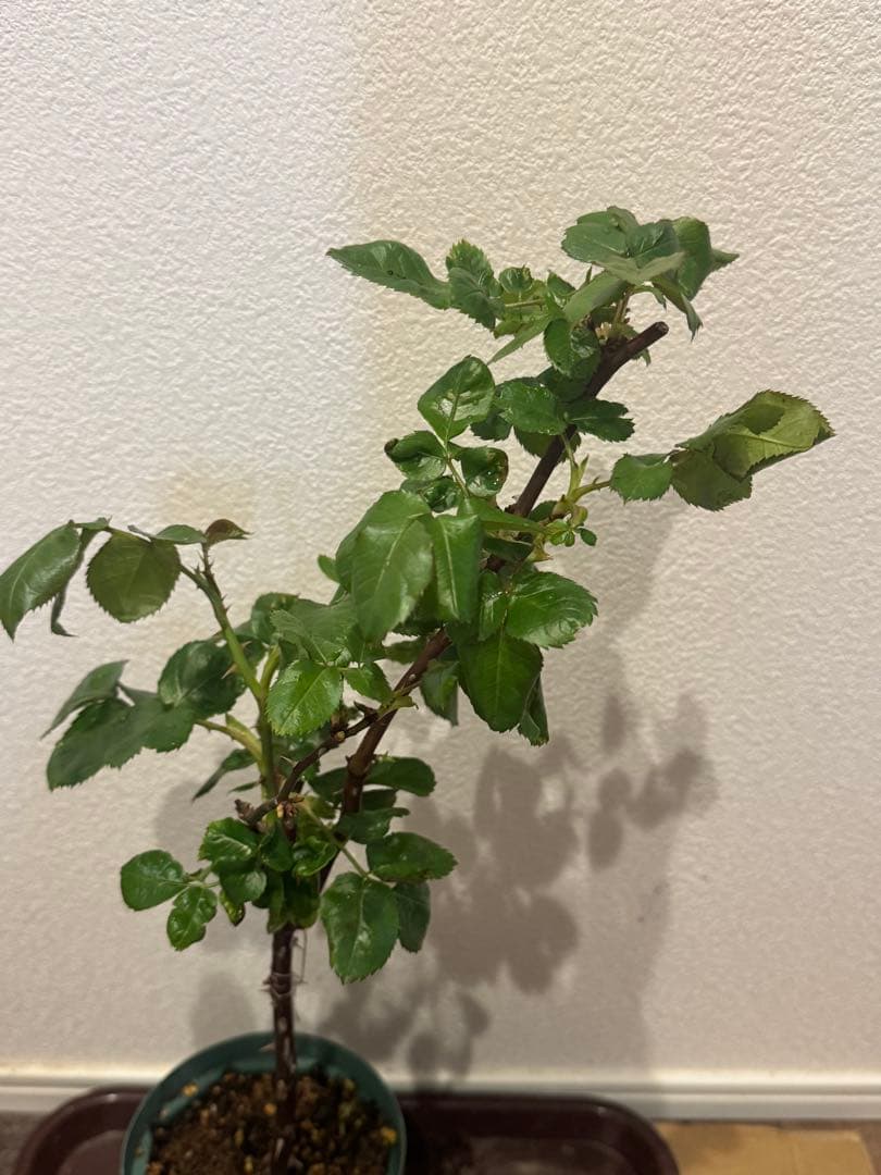 切花品種　バラ苗