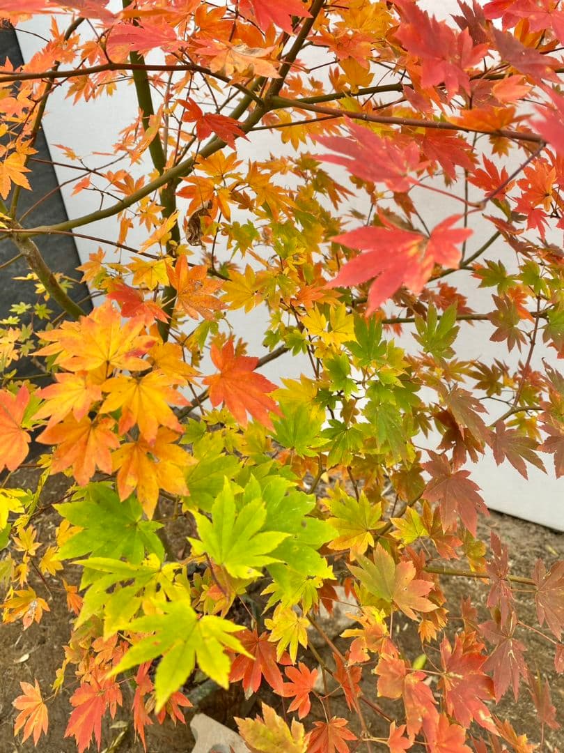 Rikaさん専用　コハウチワカエデ　/875