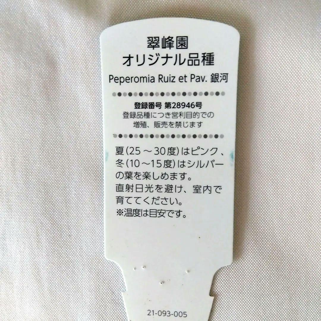 ペペロミア　カペラータ　銀河 ★宅急便コンパクト発送