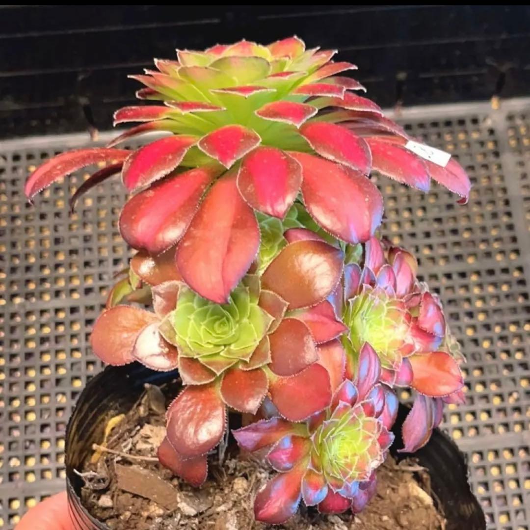 87#多肉植物❤️アエオニウム錦❤️ ドウガン❤️1大頭6小頭+6子芽12cm拨き苗