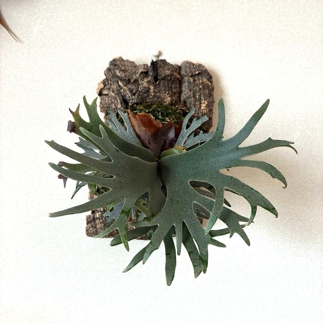 P.willinckii bacteria spore バクスポ　ビカクシダ