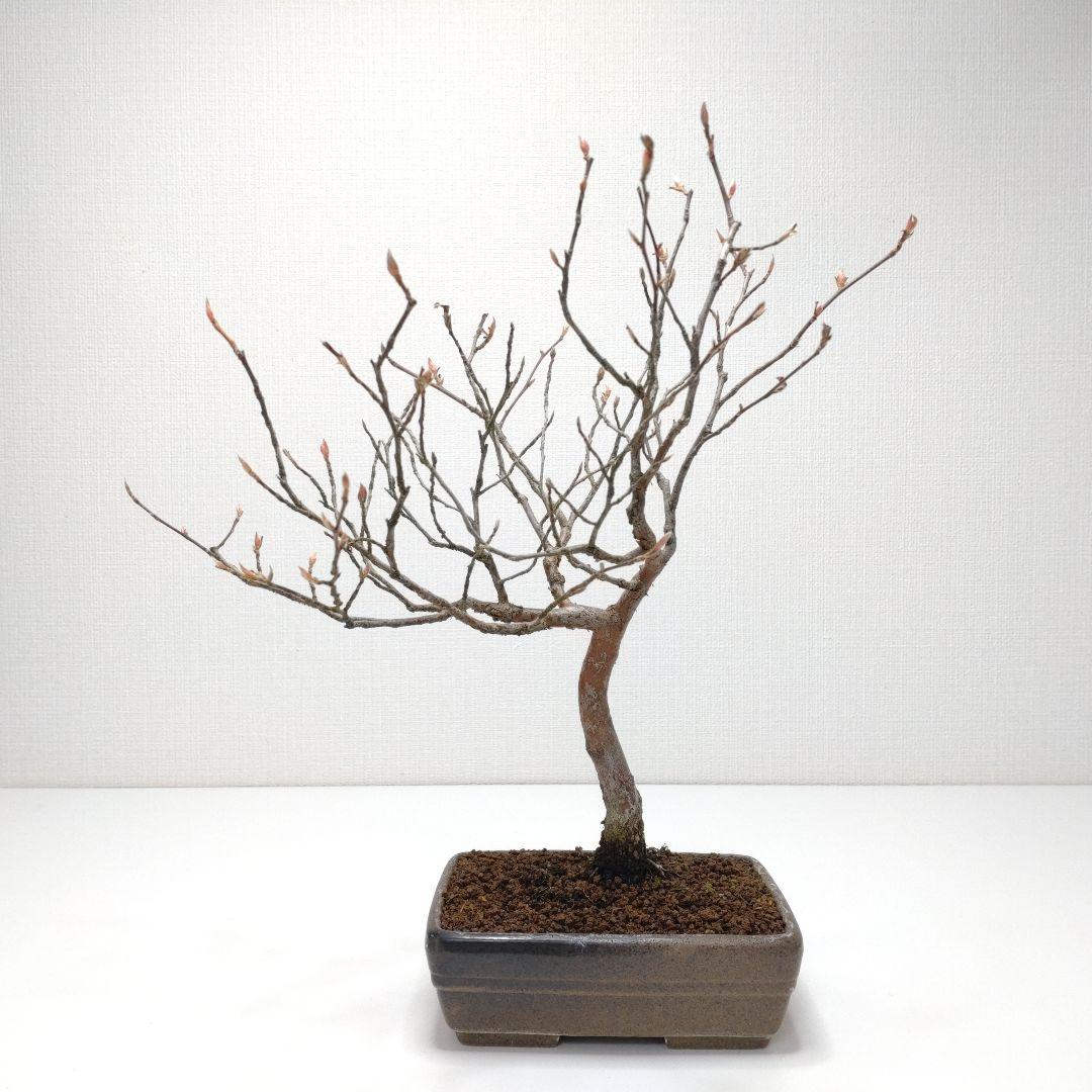寒樹姫沙羅（ヒメシャラ）盆栽 SS030