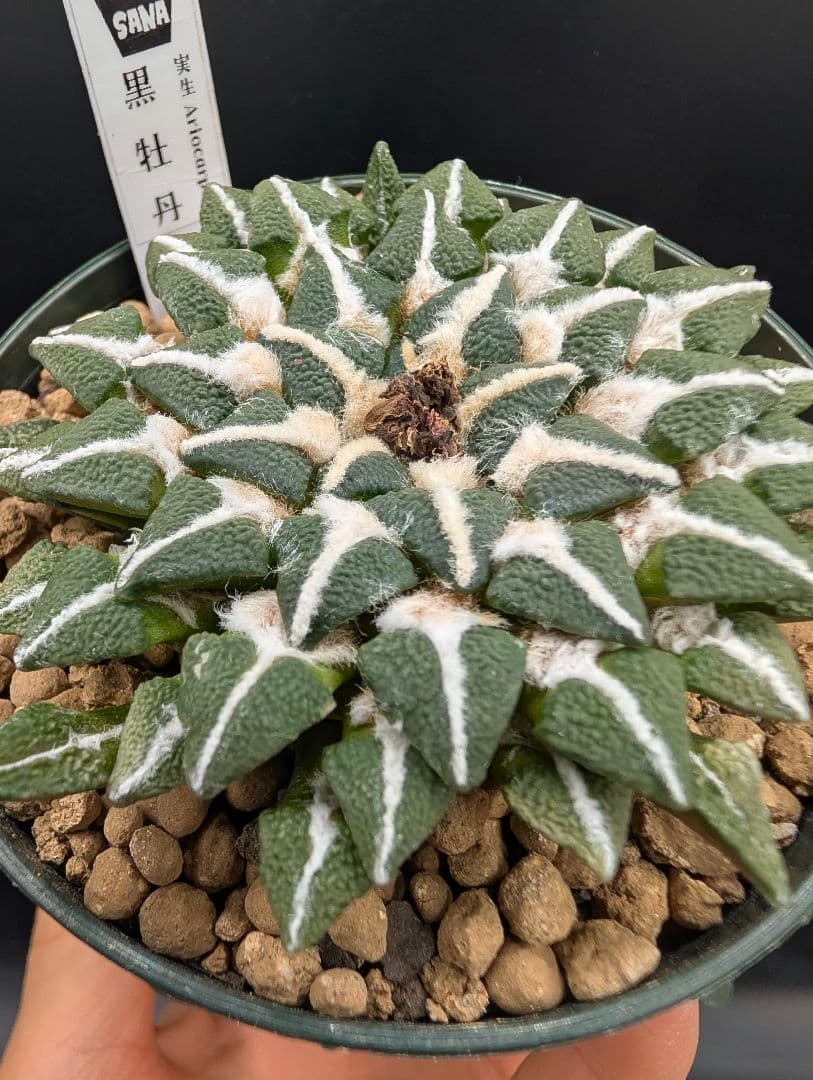 黒牡丹 実生 鉢植えメルカリ便送料込み