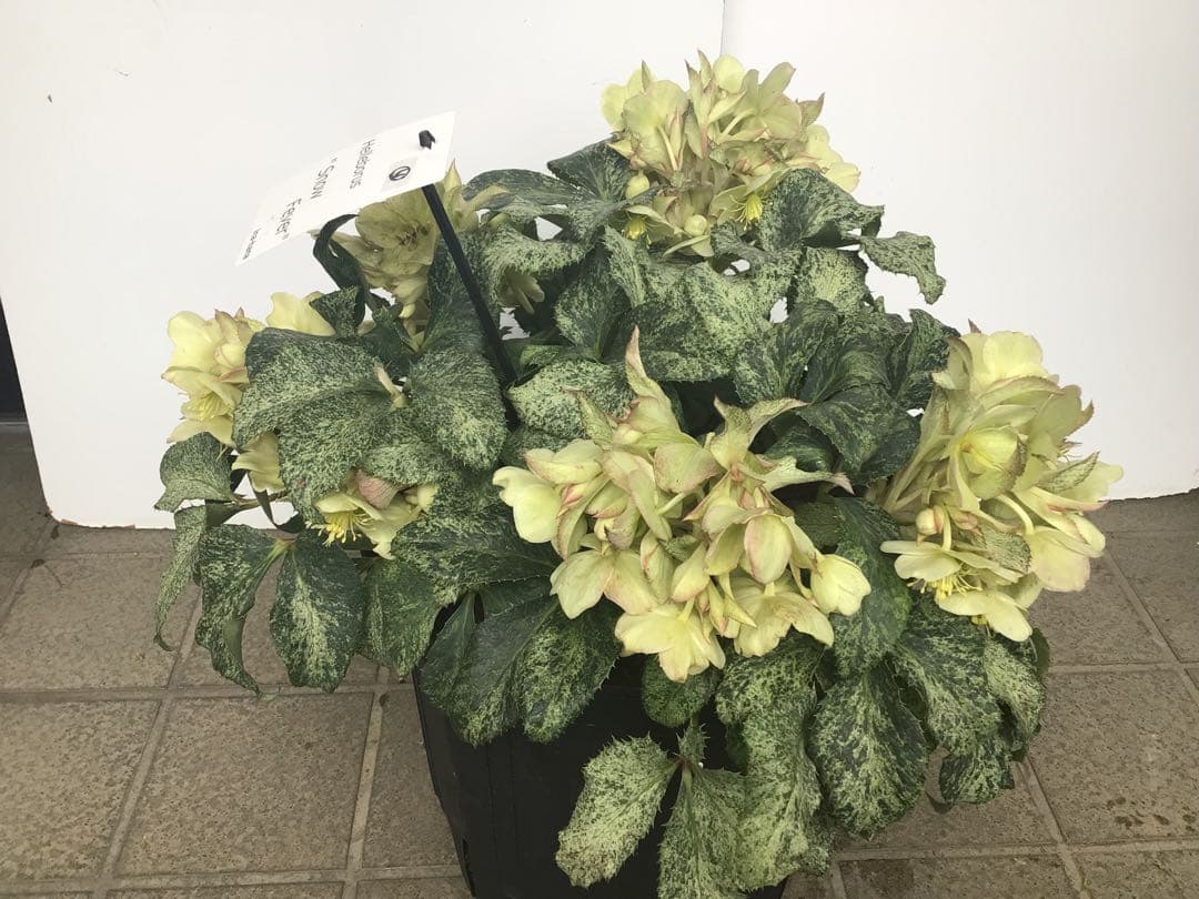 ④ 定価の5000円引きでの販売‼︎ 5年物のクリスマスローズ・スノーフィーバー