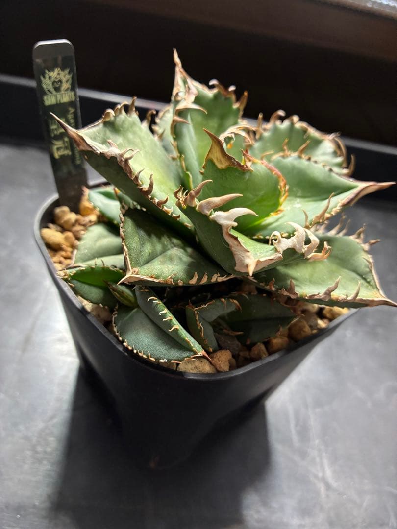 だだ　皇冠　クラウンOC子株　5個セット　検）植物　塊根　サボテン