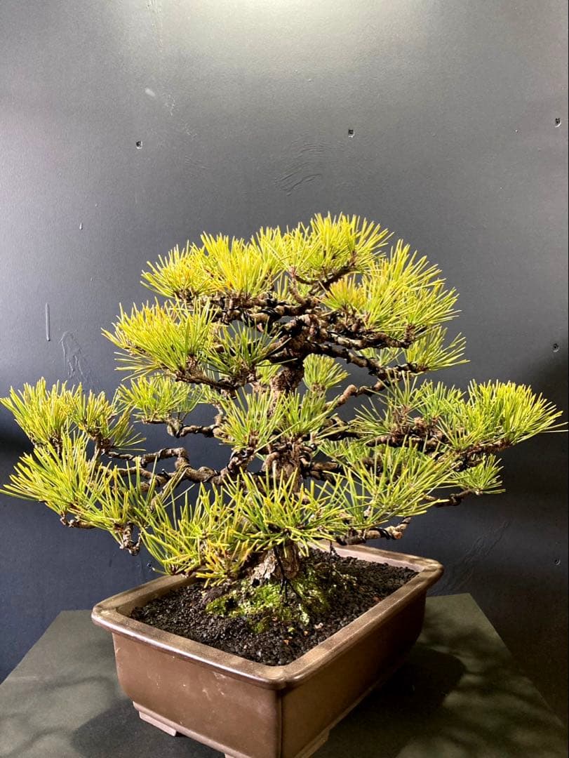 黒松盆栽