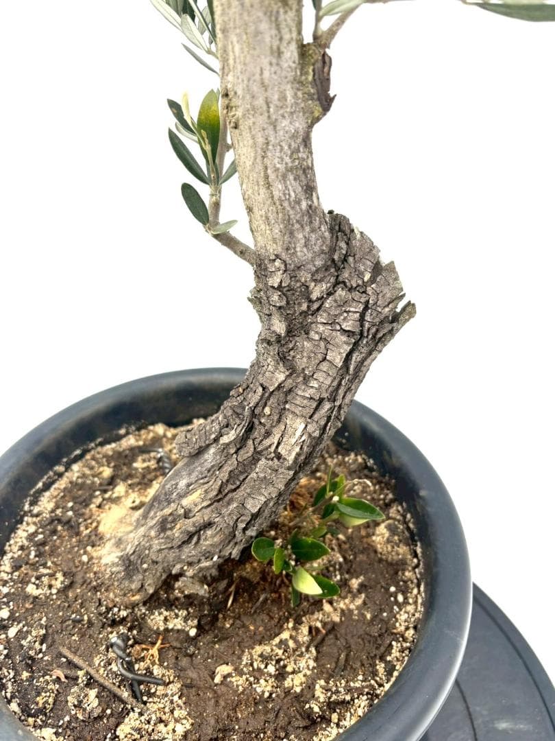 オリーブの木　古木　ピクアル　8号　約100cm　NO.832　人気　現品掲載