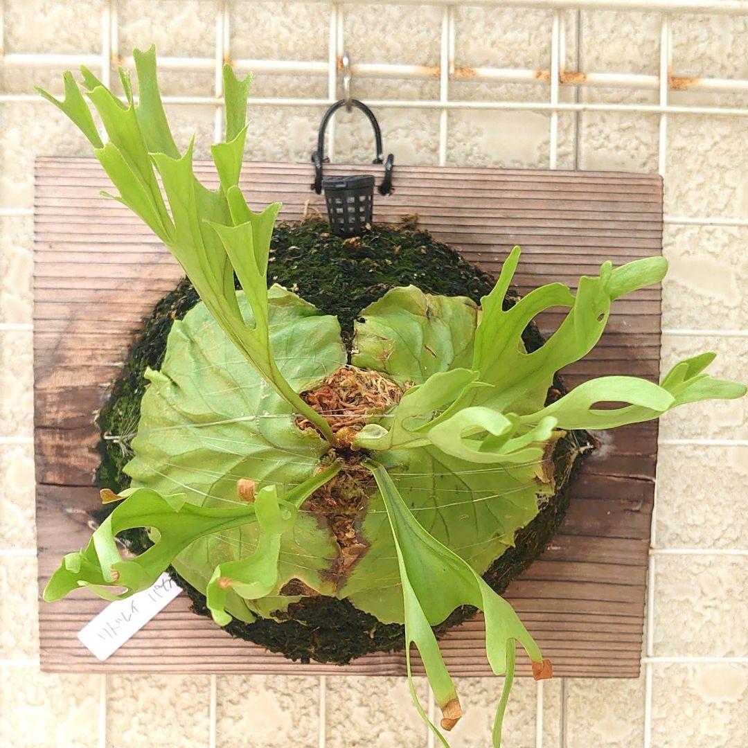 ビカクシダ リドレイ パカラン