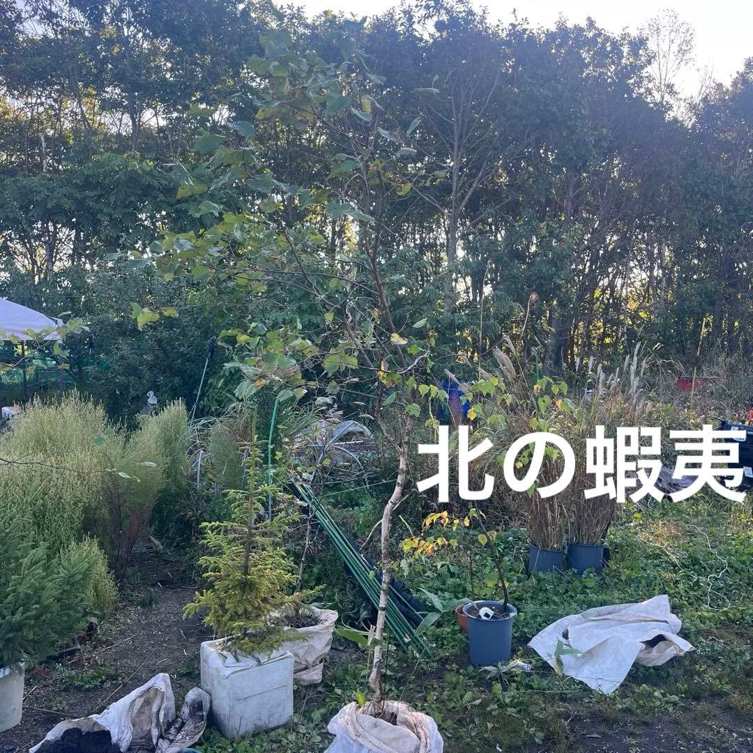 白樺2メートル以上　成木　小苗5本付