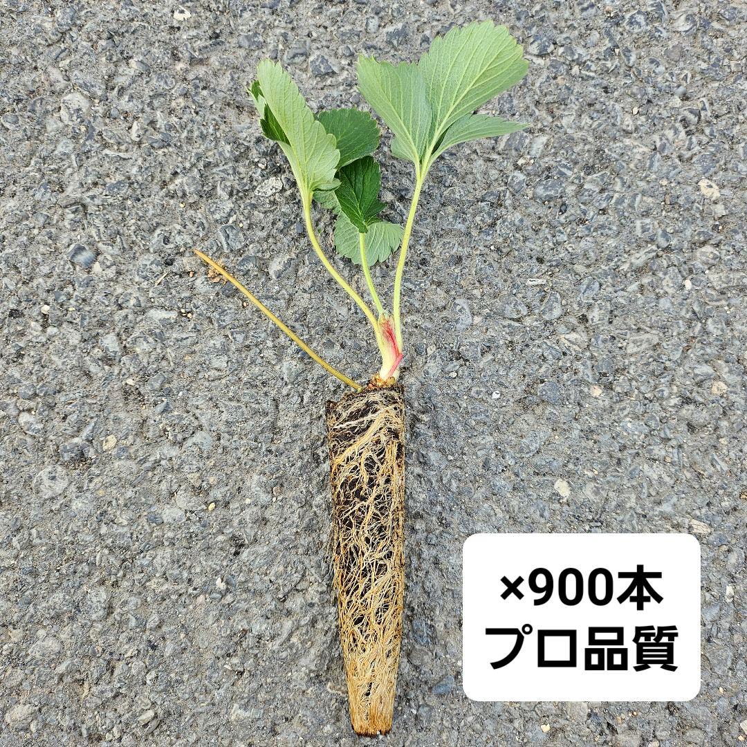 いちご苗 900本 紅ほっぺ