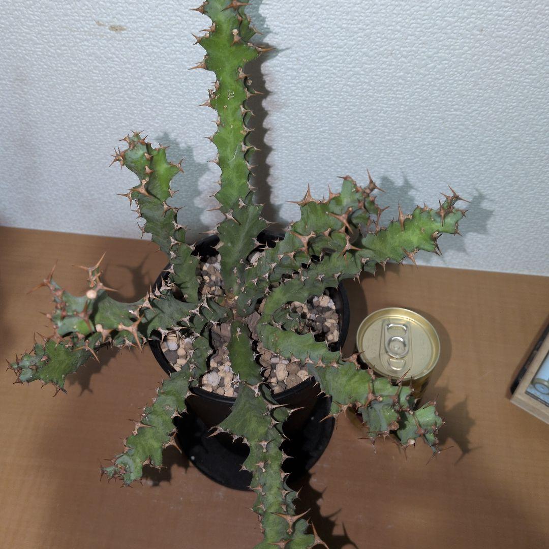 ユーフォルビア　クラビゲラ　大株 実生株（鉢付き)