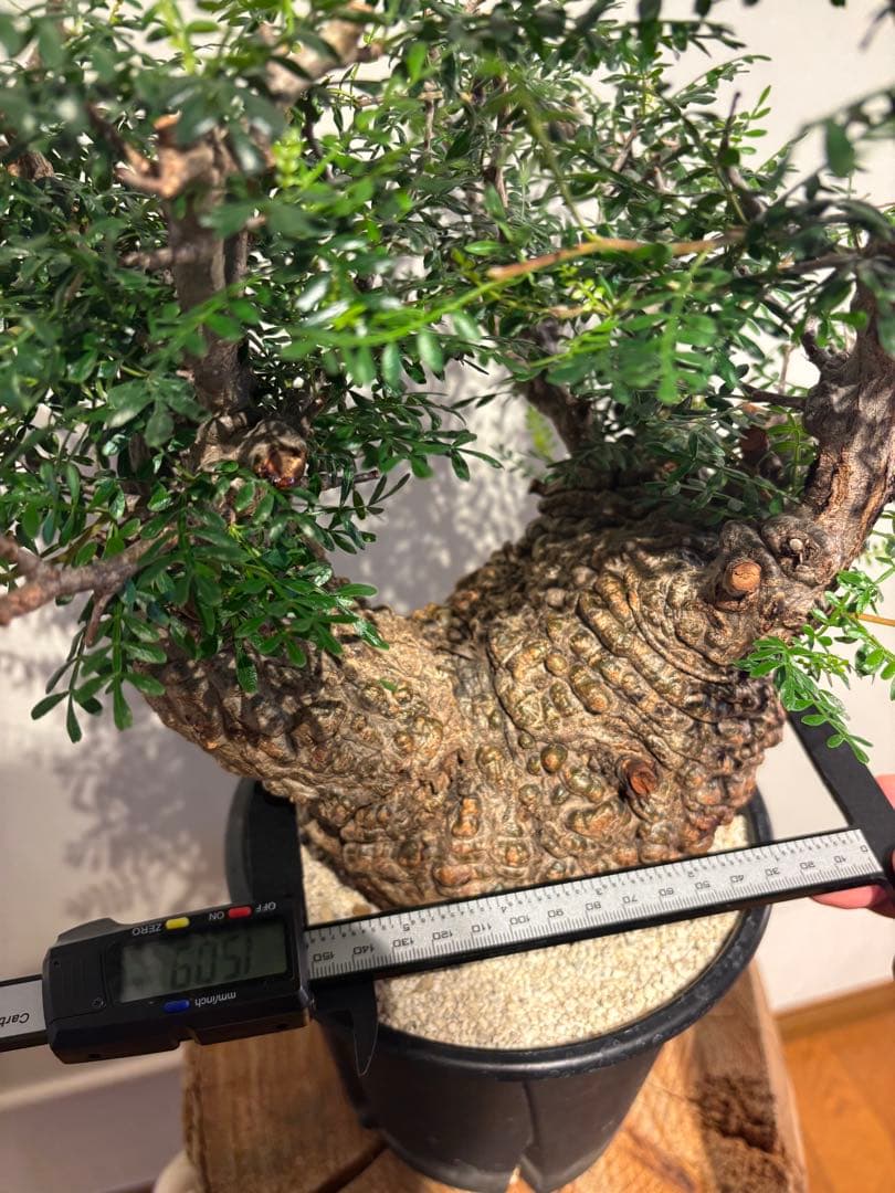 ボコ肌　オペルクリカリア　パキプス　発根済　塊根植物