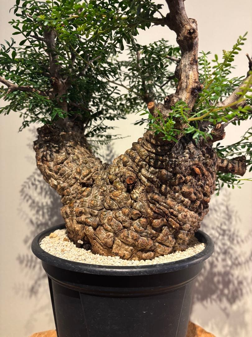 ボコ肌　オペルクリカリア　パキプス　発根済　塊根植物