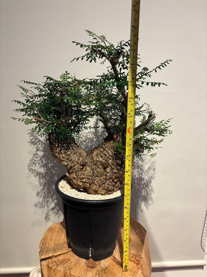 ボコ肌　オペルクリカリア　パキプス　発根済　塊根植物