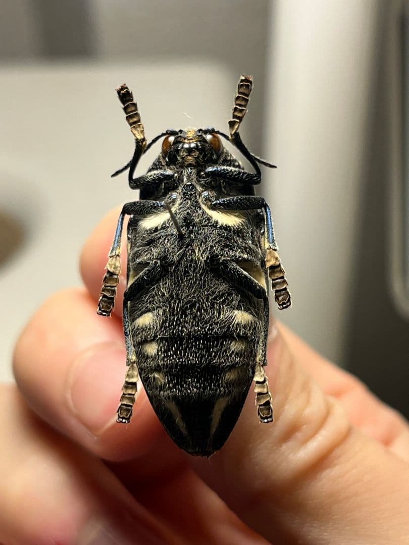 【34mm】タテオビフトタマムシ giant jewel beetle 昆虫標本