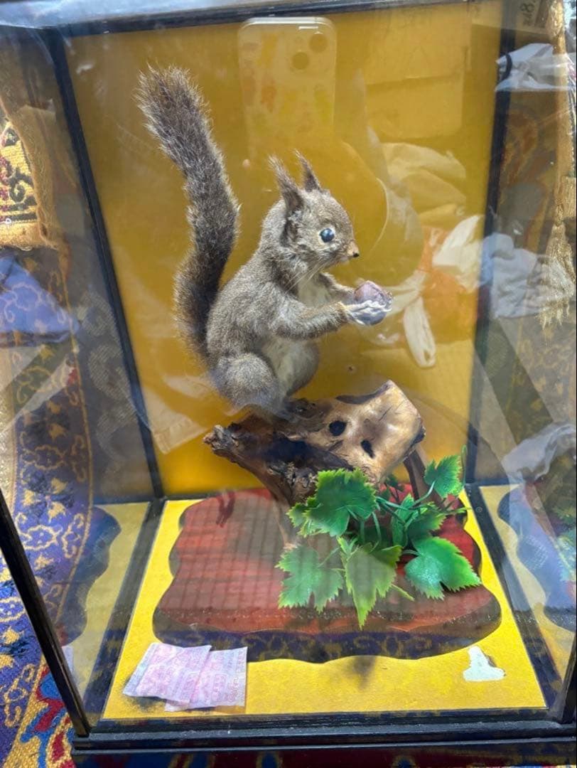 リス 剥製 置物