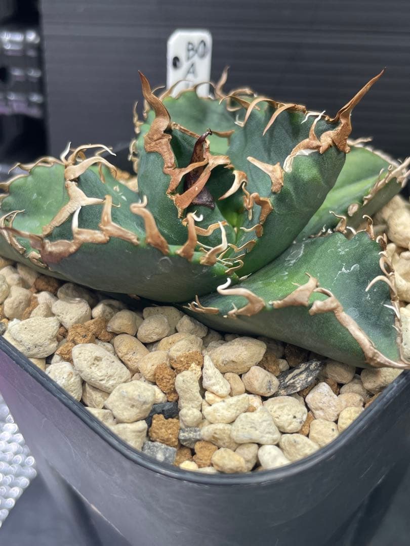 アガベ チタノタ BAKEMONO 悪魔くん バケモノ 子株①
