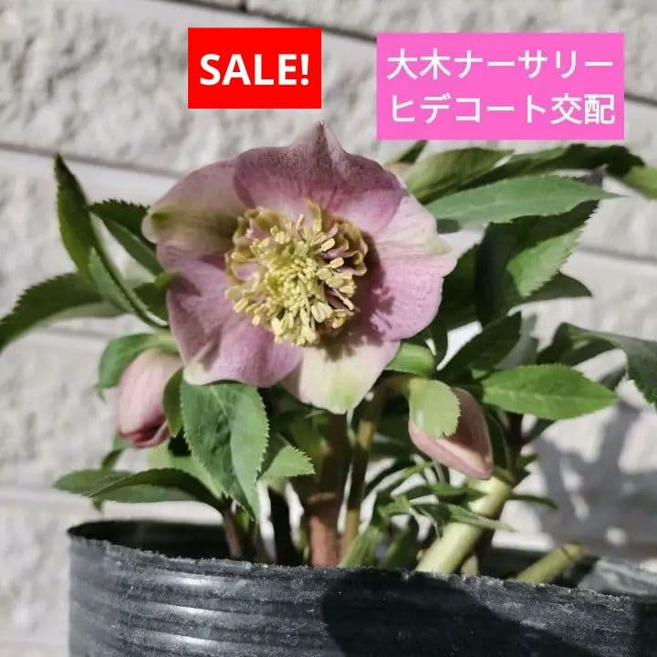 クリスマスローズ　sdヒデコート　原種　交配　大木ナーサリー　宿根　バラ　苗　鉢