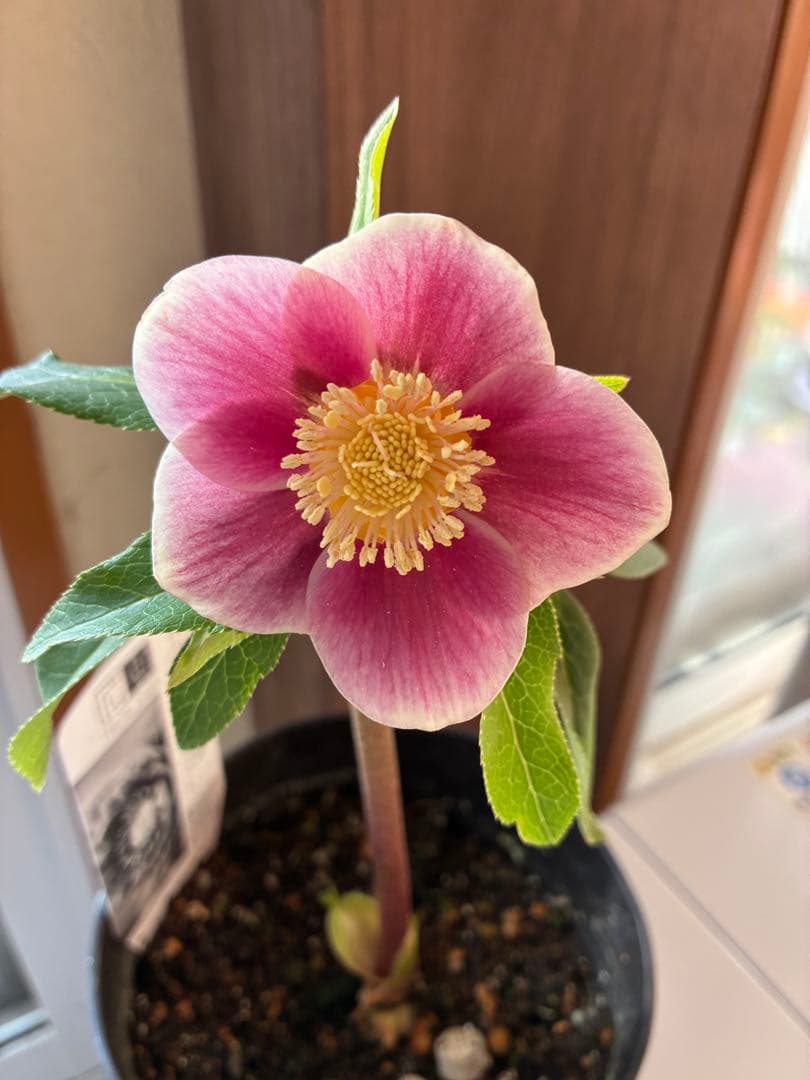 ♡広瀬園芸♡ S Sピンクぼかし　イエローネクタリ ソレイユ系