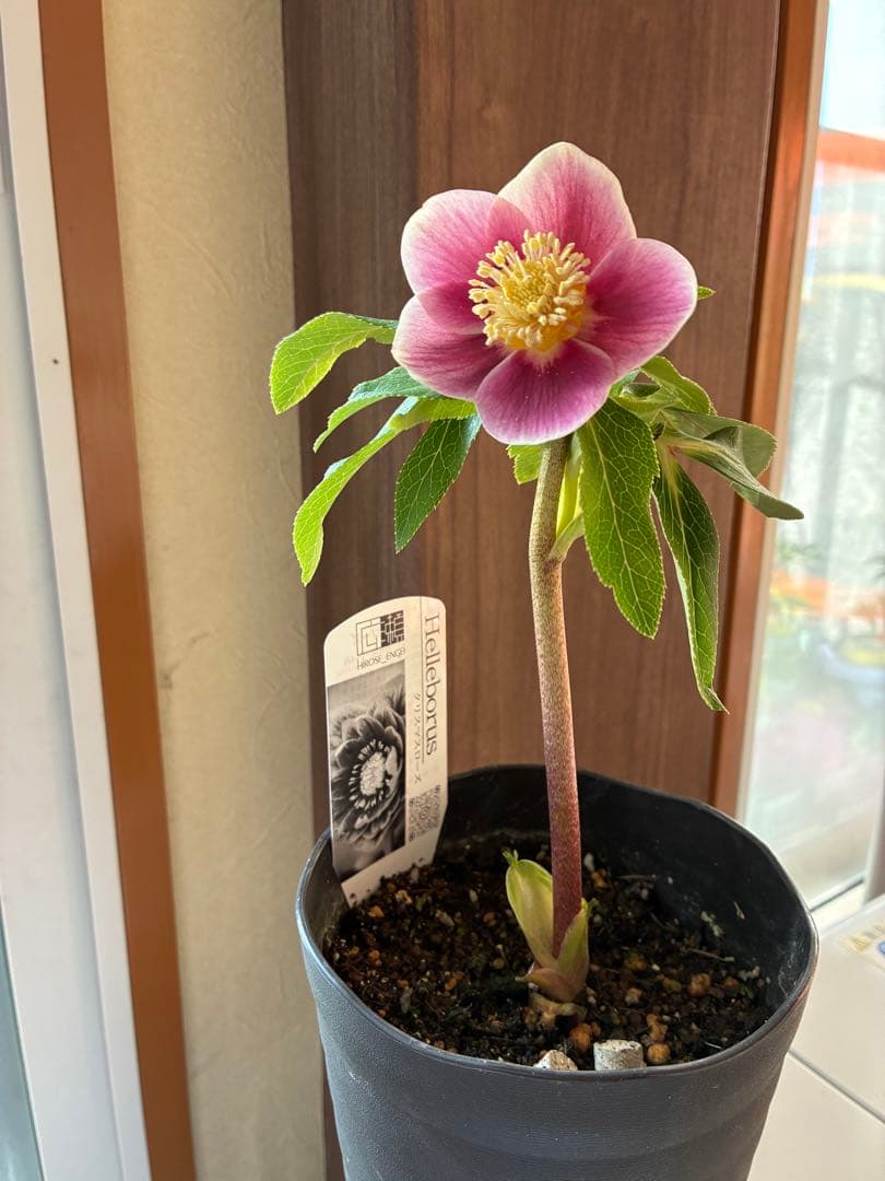 ♡広瀬園芸♡ S Sピンクぼかし　イエローネクタリ ソレイユ系
