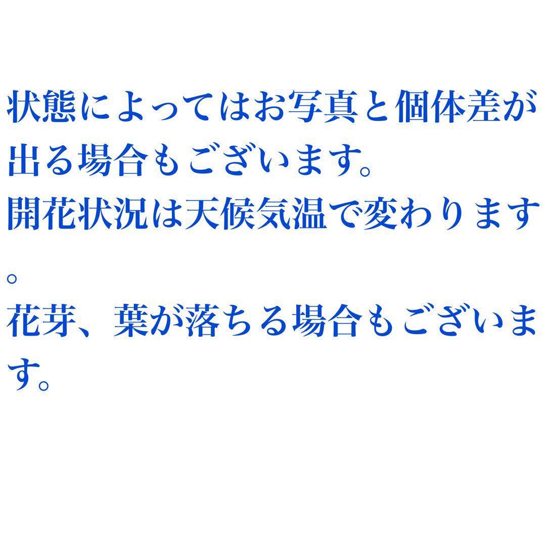 ④ お値下げ品‼︎ 斑入りの葉が美しい5年物のクリスマスローズ・スノーフィーバー