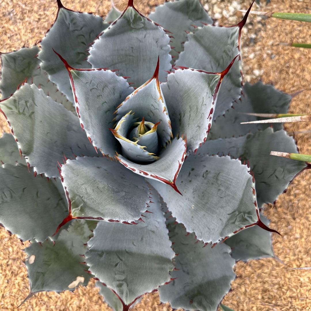 アガベ グアダラハラナ　50cm以上　大株