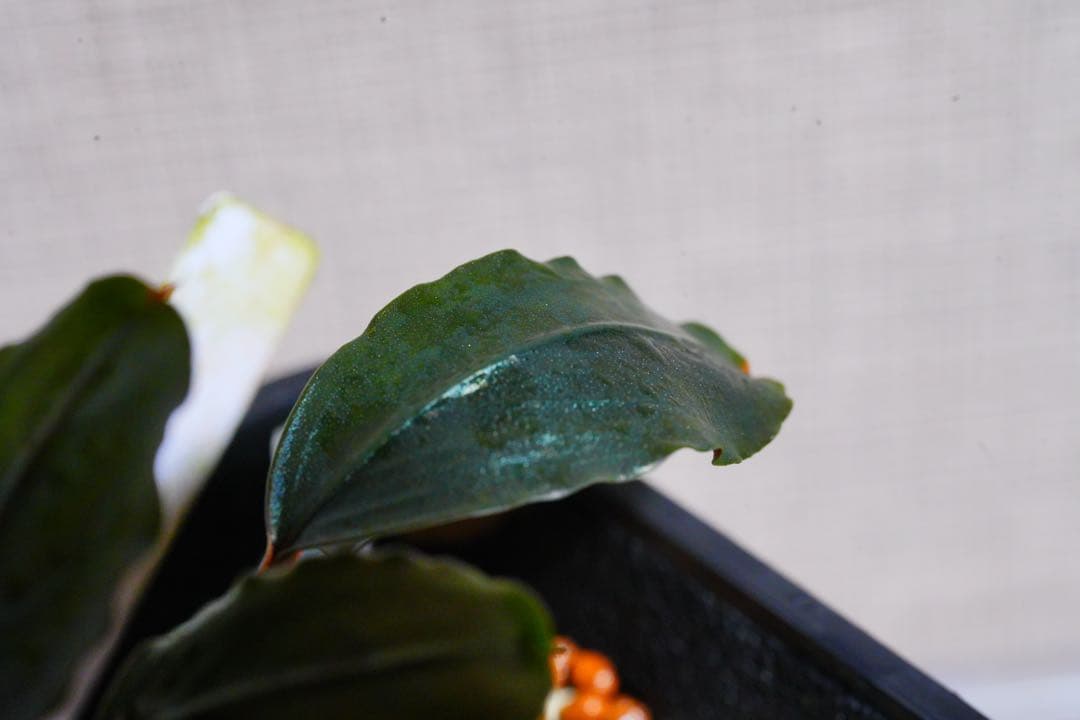 Bucephalandra sp. “Theia Blue”