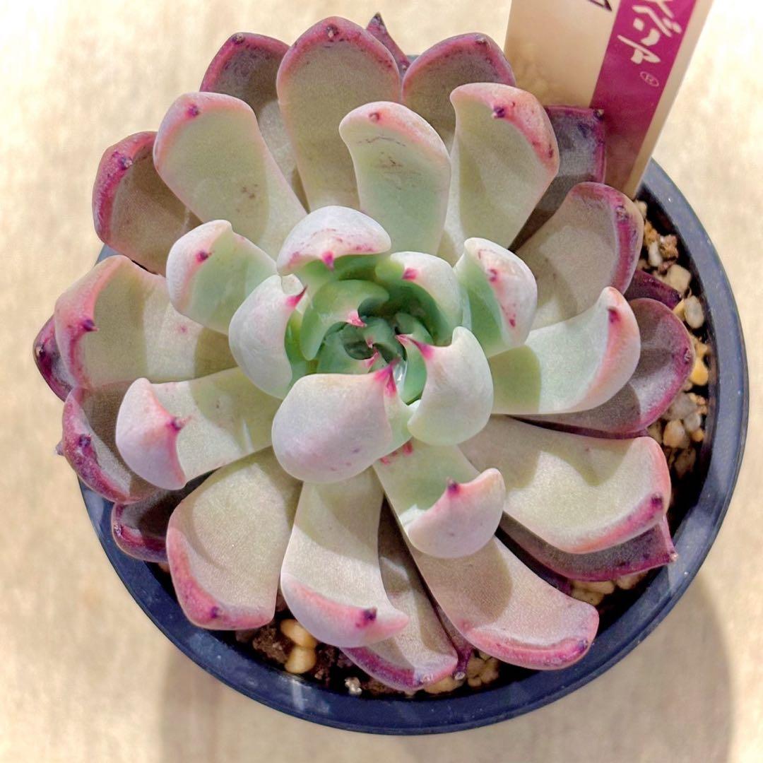 札付き　赤鬼　青鬼　抜き苗セット　多肉植物　エケベリア　ミックスベリア