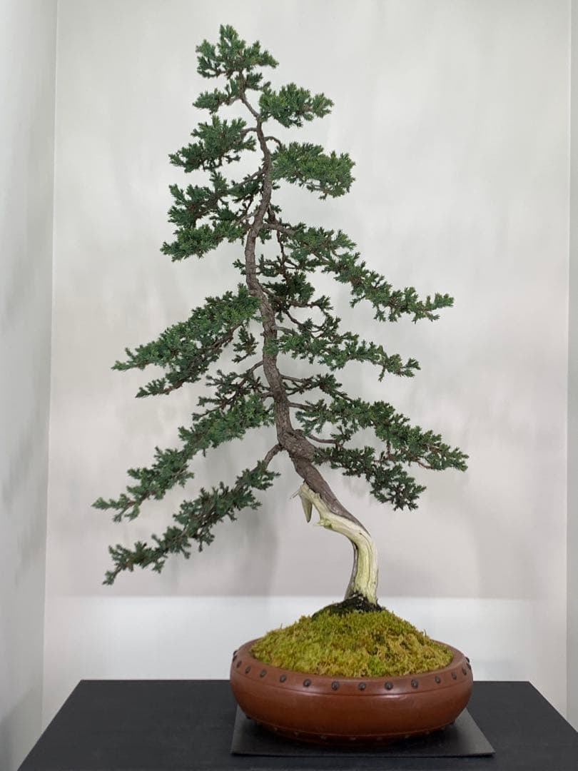 即鑑賞！枝落ちに風情感じる文人ソナレ（検索/赤松　黒松　真柏　シャリ　盆栽）