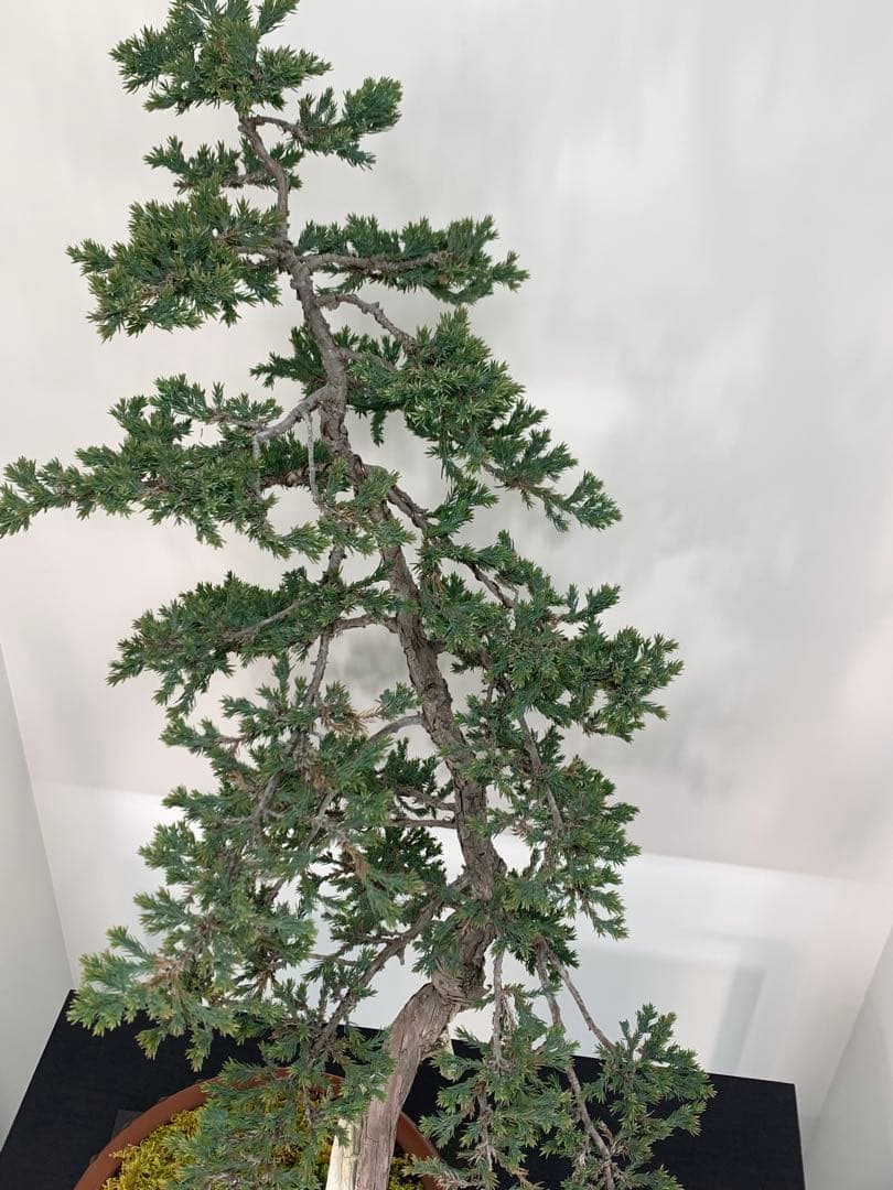 即鑑賞！枝落ちに風情感じる文人ソナレ（検索/赤松　黒松　真柏　シャリ　盆栽）