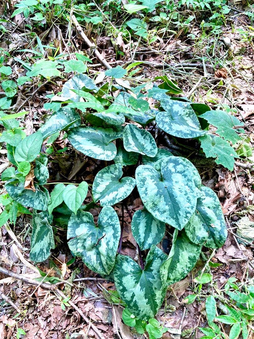 天然/野生＊里山自生【カンアオイ/寒葵/斑入り】山野草/東京檜原村産/完全無農薬