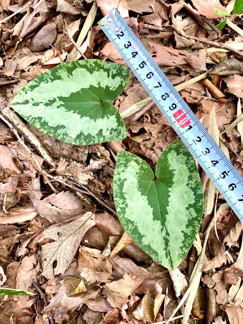 天然/野生＊里山自生【カンアオイ/寒葵/斑入り】山野草/東京檜原村産/完全無農薬