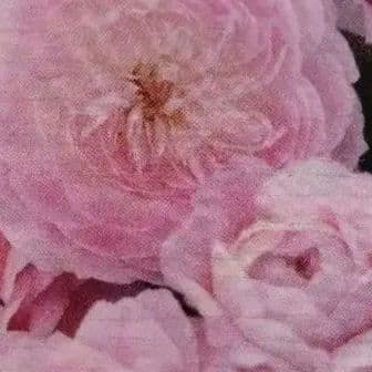 バラ中苗充実苗 　四季咲き中輪　コンパクト　花持ちいいです、病害虫に強いです