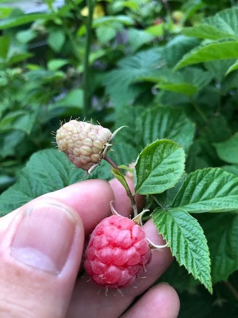 Msysi Yamamoto　ラズベリー苗　マラハトNOT