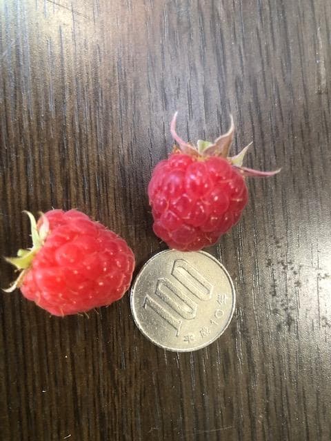 Msysi Yamamoto　ラズベリー苗　マラハトNOT