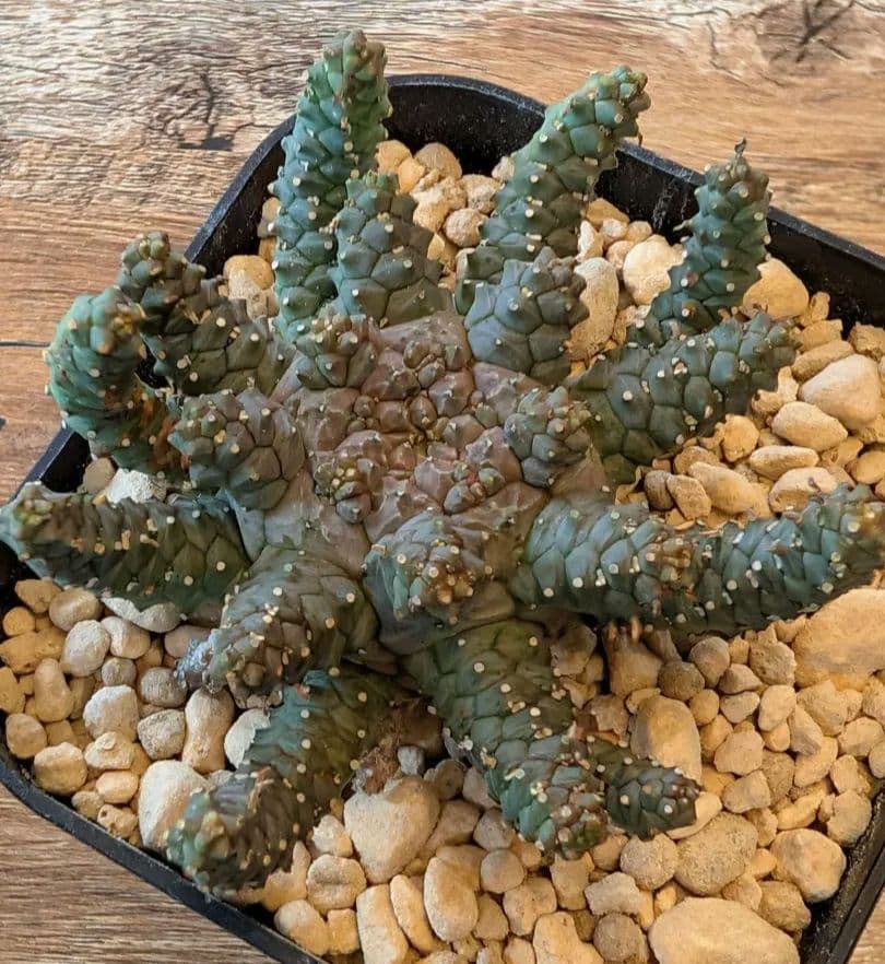 ユーフォルビア ブレビラマ Euphorbia brevirama　実生