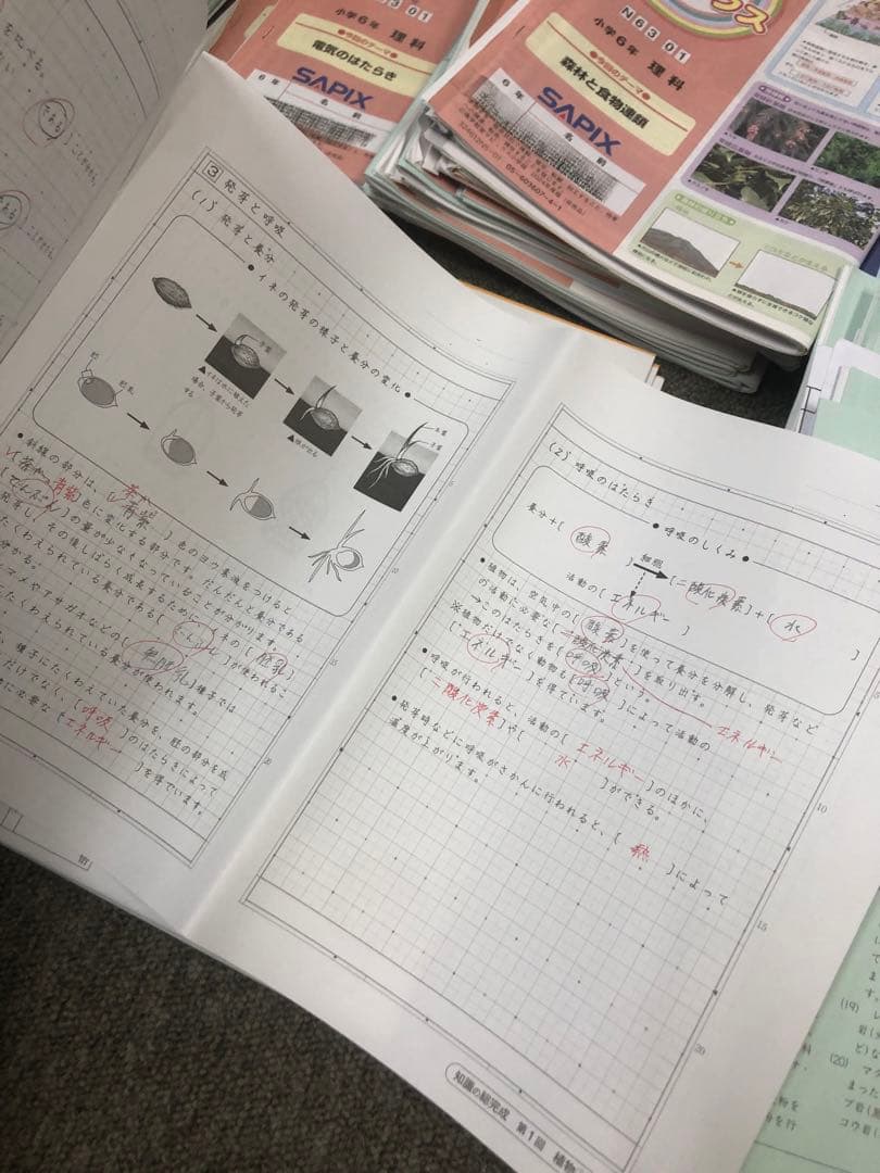 サピックス６年理科　デイリー/夏期集中/春夏/土特 /日特　中古　２０２５年受験
