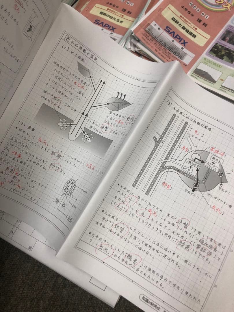 サピックス６年理科　デイリー/夏期集中/春夏/土特 /日特　中古　２０２５年受験