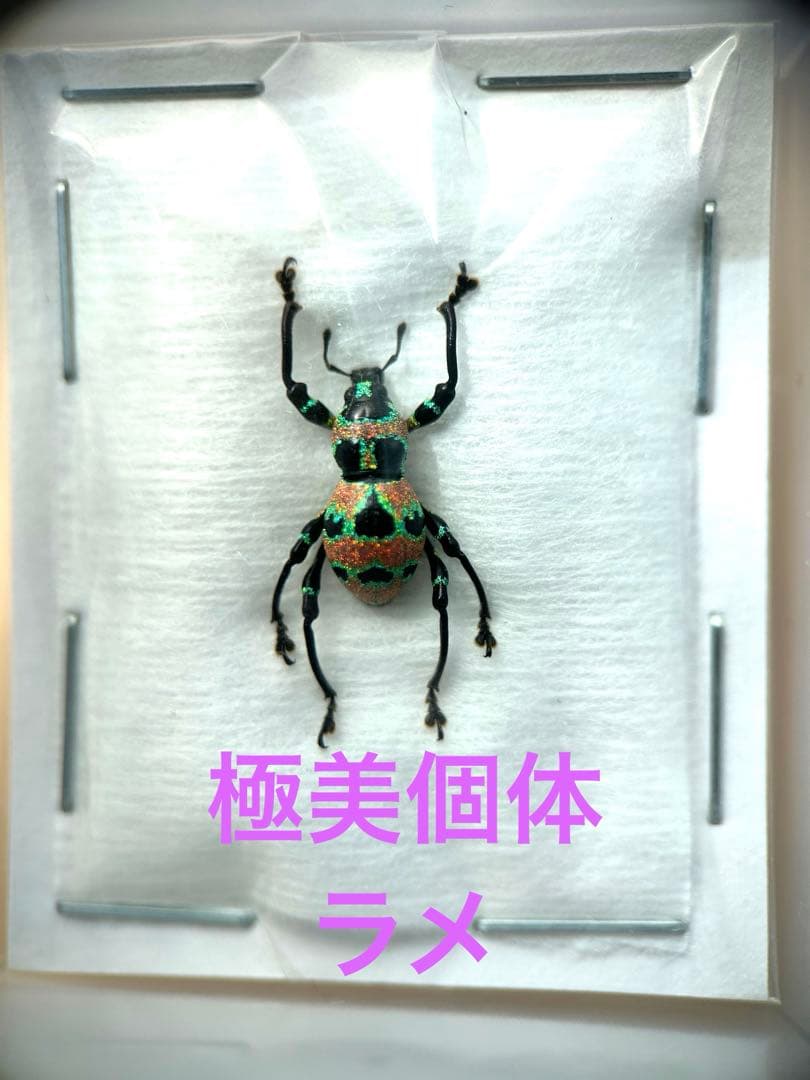 09153 美麗標本　カタゾウムシ
