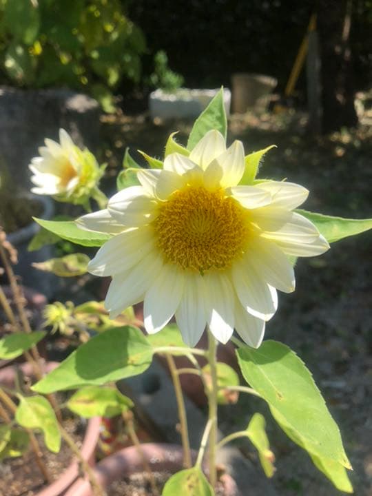 びっけ様！