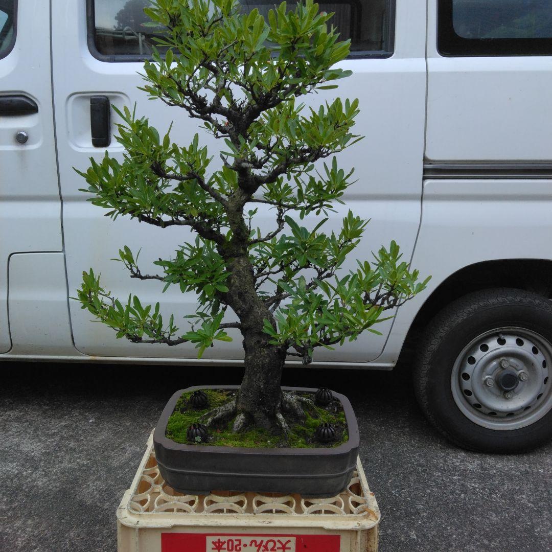 再値下げしました。ピラカンサ大品盆栽　根張り最高