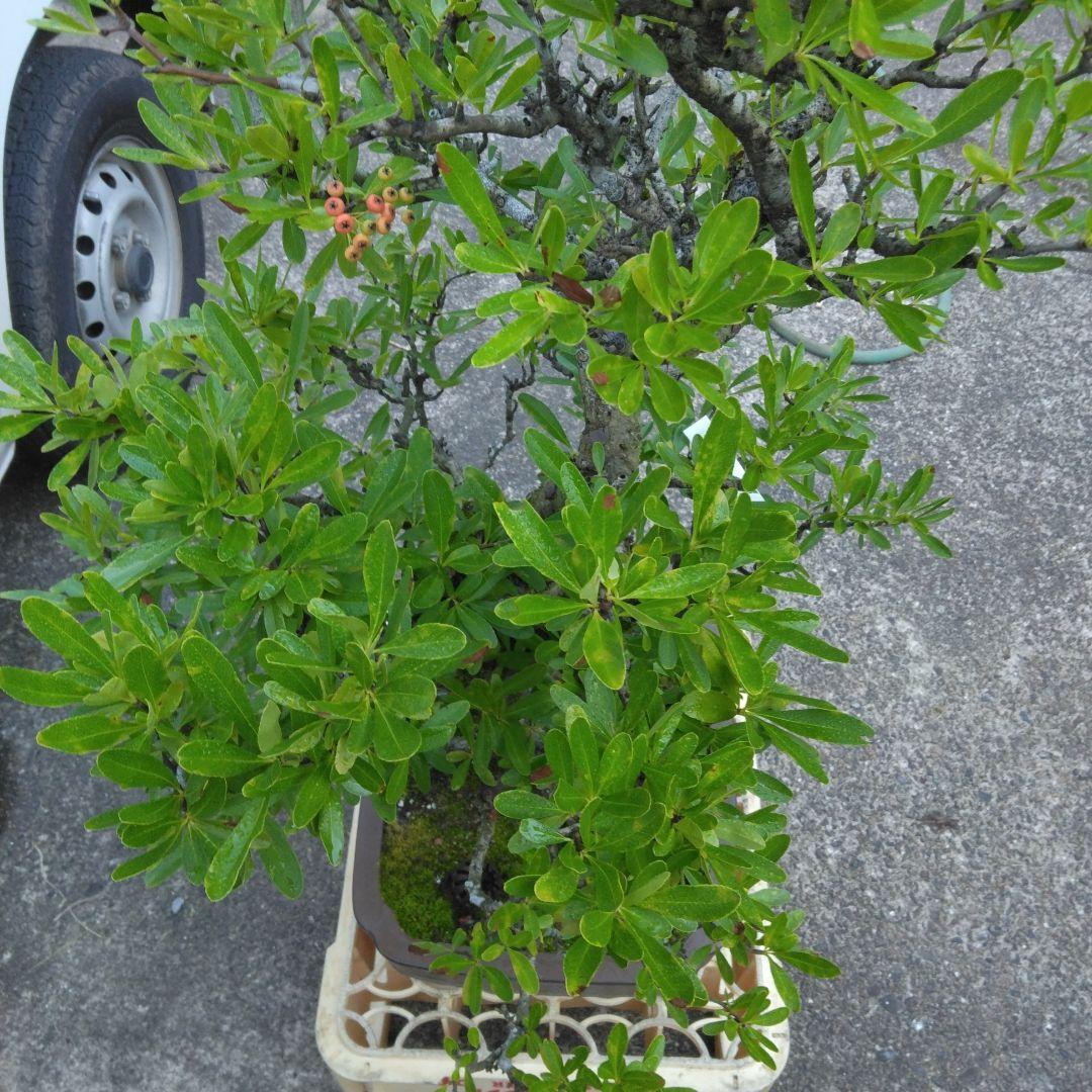 再値下げしました。ピラカンサ大品盆栽　根張り最高